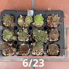 Sempervivum 苗セットBのサムネイル