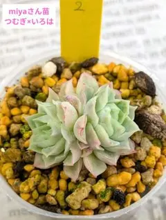 miyaさん✡️ピンザラ×ラウイ✡️ミヤ苗 多肉 抜き苗 寄せ植え メルカリ