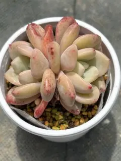 アリエル綴化 大苗 抜き 多肉植物 - メルカリ