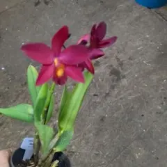 ROSE様 リクエスト 3点 まとめ商品