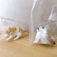 エキゾチックショートヘア