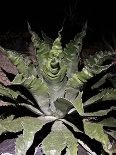 2026年最新】アガベ フェロックス錦の人気アイテム - メルカリ