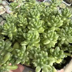 多肉植物【白花タイトゴメ】セダム ポットごと or 抜き苗 6㎝ポット