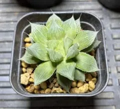 2026年最新】多肉植物 ハオルチア ベヌスタ錦の人気アイテム - メルカリ