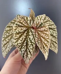 ピンクドット】 Begonia U062 原種ベゴニア - メルカリ