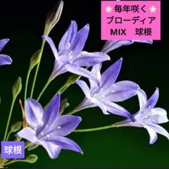 ララ様 リクエスト 3点 まとめ商品