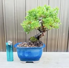 糸魚川真柏 小品盆栽 コンパクトで鑑賞向き イトイガワシンパク_ 松シンパク 糸魚川真柏 小品盆栽 コンパクトで鑑賞向き イトイガワシンパク_ 松