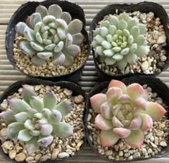 2025年最新】ミックスベリア ウエディングベルの人気アイテム