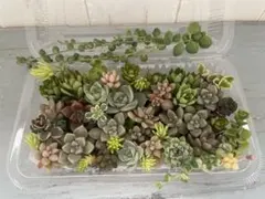 多肉植物カット詰め合わせ　根付き斑入りグリーンネックレス入り　ちまちま寄せ植えに