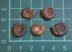 2026年最新】北海道産アンモナイトの人気アイテム - メルカリ