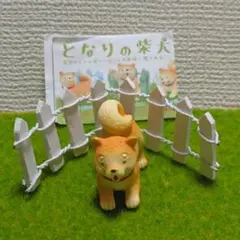 となりの柴犬★遊んで柴犬と白柵