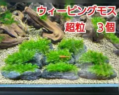 2026年最新】ada アクアデザインアマノの人気アイテム - メルカリ