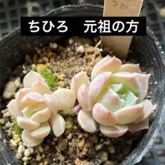 リブ様 リクエスト 10点 まとめ商品