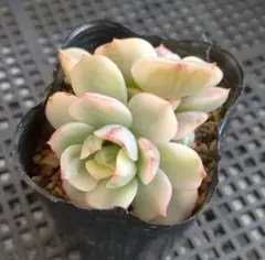 美月☆様 リクエスト 2点 まとめ商品