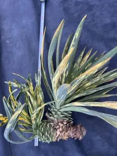 2026年最新】ユッカ グロリオサの人気アイテム - メルカリ