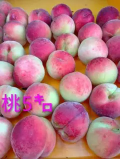 山形県産桃　あかつき5㌔のサムネイル