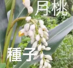 月桃の種子100粒