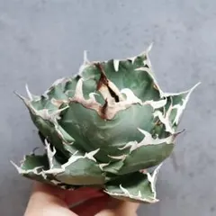 むー様 リクエスト 4点 まとめ商品