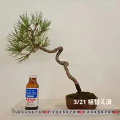 赤蝦夷松寄せ植え様素材9本立て - メルカリ