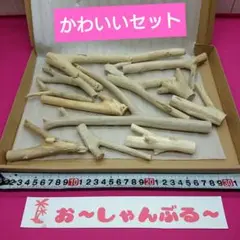 流木セットno.406