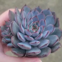 多肉植物 毒りんご ロウルサンコさん苗 札なし - メルカリ