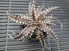 Dyckia 'Lucifer' ディッキア Otto株 ② - メルカリ