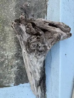 Item thumbnail for item eca27fa3-3556-4bbf-b2da-0e0115486394