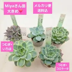 miya苗 チワワエンシスSPR×いろは Miyaさん苗 チワワエンシススペシャルレッド✖いろは なぎ✖Sp.Toluca