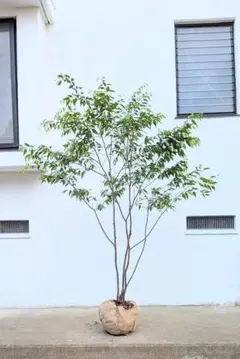 1.5m弱。山採りソヨゴ。 - メルカリ