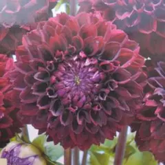 かまちゃん様 リクエスト 2点 まとめ商品