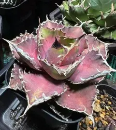 2026年最新】緋紅牡丹の人気アイテム - メルカリ