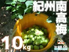3Lサイズ 和歌山県産 紀州南高梅 色付き 訳あり 箱込み10キロ 青梅