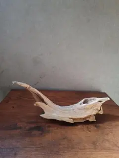 流木 自然な曲線 インテリア装飾　⑥