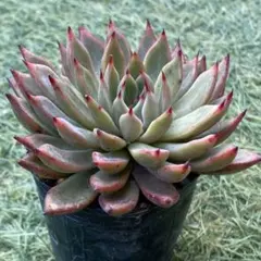 2025年最新】ザラゴーサ SP ノバの人気アイテム - メルカリ