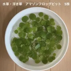 アマゾンフロッグビット10株 水中葉 - メルカリ
