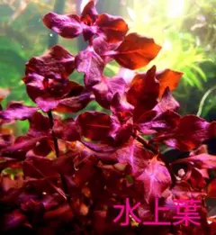 ryu914様 リクエスト 2点 まとめ商品