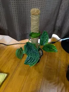 モンステラ　シャトルウィング※希少※ 楽天市場】観葉植物 希少！ モンステラ シャトルウイング 4号鉢 観葉