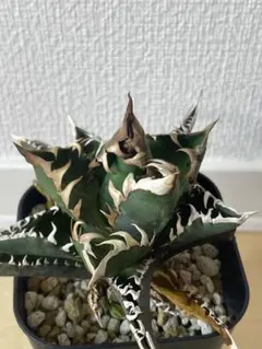 2025年最新】レッドキャットウィーズル 子株の人気アイテム - メルカリ