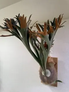ビカクシダ P.￼￼ウィリンキー ショート コウモリラン 観葉植物