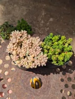 Rin様 リクエスト 5点 まとめ商品