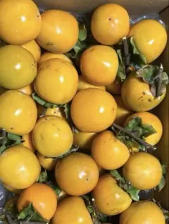 渋柿　約1.2kg 自家製柿　箱の重さ込み　除草剤不使用　ワックス不使用