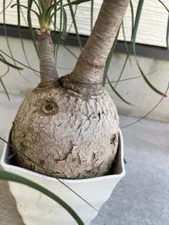 2026年最新】トックリラン ノリナの人気アイテム - メルカリ