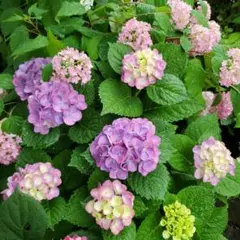 八重咲き紫陽花 挿し穂2本 - メルカリ