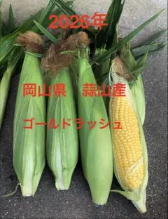 早い者勝ち！こだわりのとうもろこし5本！のサムネイル