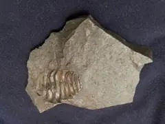 中国産 三葉虫 化石 Oryctocarella & Changaspis 中国産 三葉虫 化石 Oryctocarella & Changaspis - メルカリ