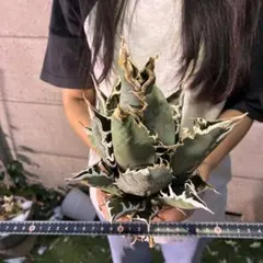 235 アガベ チタノタ 白鯨超大株 包葉株 ホイルタイプ コレクション株