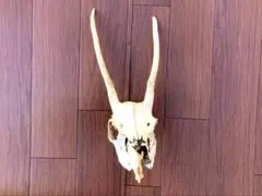 2026年最新】鹿の頭骨の人気アイテム - メルカリ