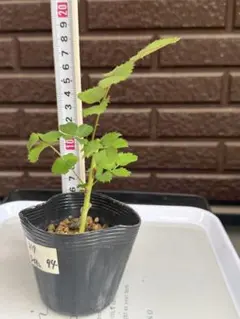 バラ苗　バラ挿し木苗 88 バラ苗 バラ挿し木苗 ピ - メルカリ
