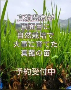 2026年最新】マコモダケ苗の人気アイテム - メルカリ