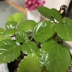 ぱる様専用ページ